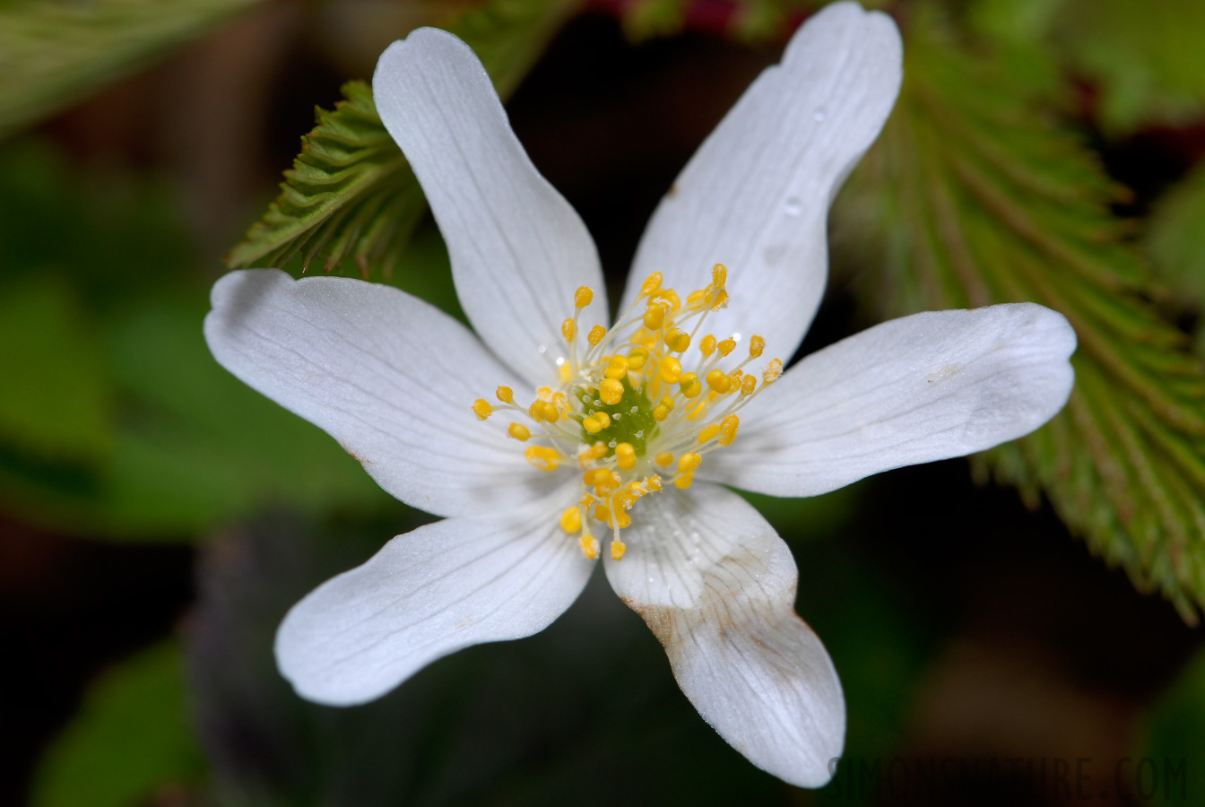 Anemone nemorosa [105 mm, 1/90 sec at f / 13, ISO 200]